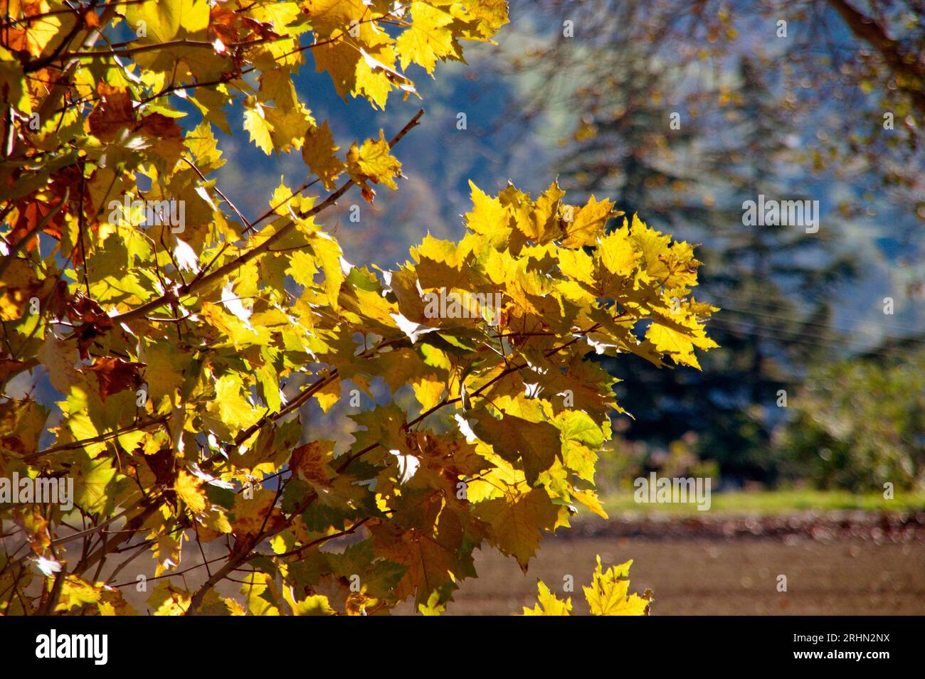 Foglie gialle in autunno nel Montefeltro Banque D'Images