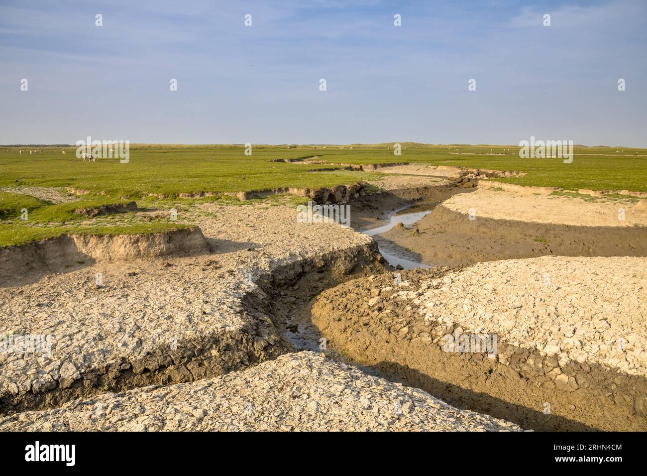 Marécages marécageux avec système de drainage naturel sur l'île des wadden d'Ameland, en Frise, aux Pays-Bas Banque D'Images