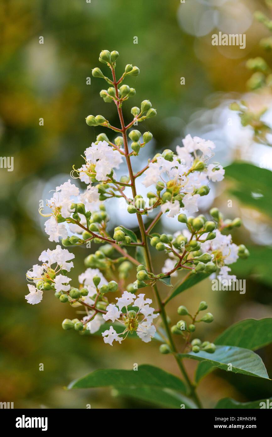 Crepe Myrtle (Lagerstroemia indica) à floraison blanche. Cet arbre à feuilles caduques fleurit en différentes couleurs de juillet à septembre.photographié en août Banque D'Images