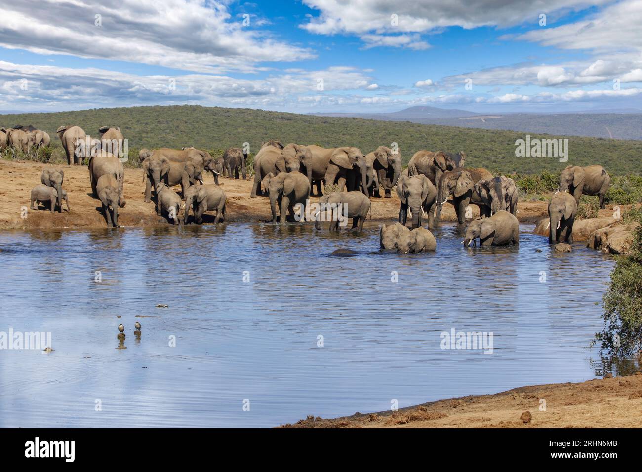 Éléphants dans le parc national addo, afrique du Sud Banque D'Images