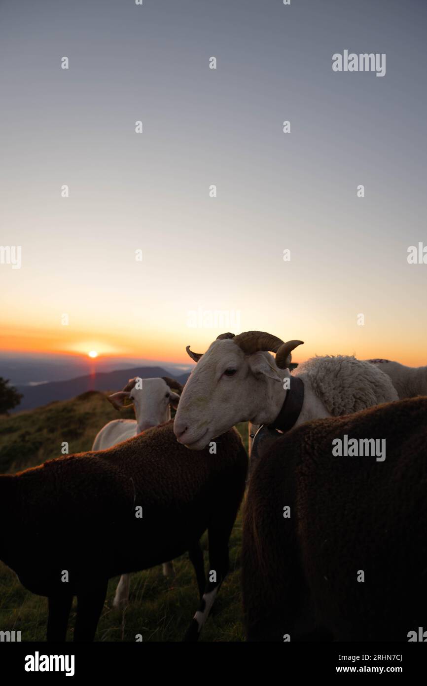 Un troupeau de chèvres au lever du soleil dans les Pyrénées Banque D'Images