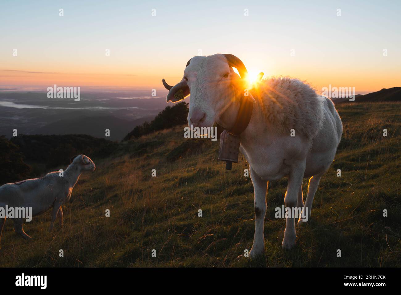 Un troupeau de chèvres au lever du soleil dans les Pyrénées Banque D'Images