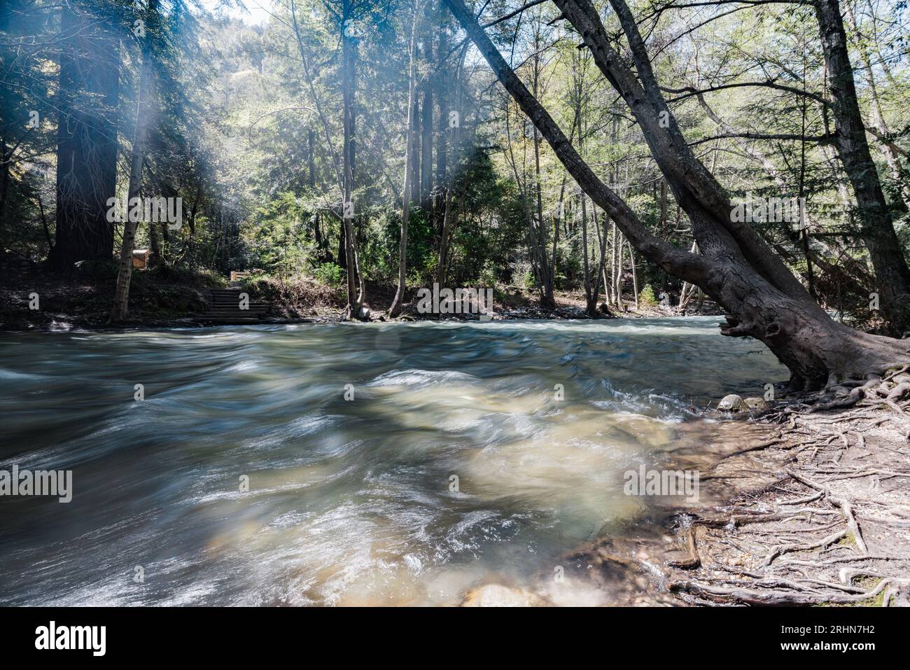 Rivière à écoulement rapide dans la forêt de Big sur California Banque D'Images
