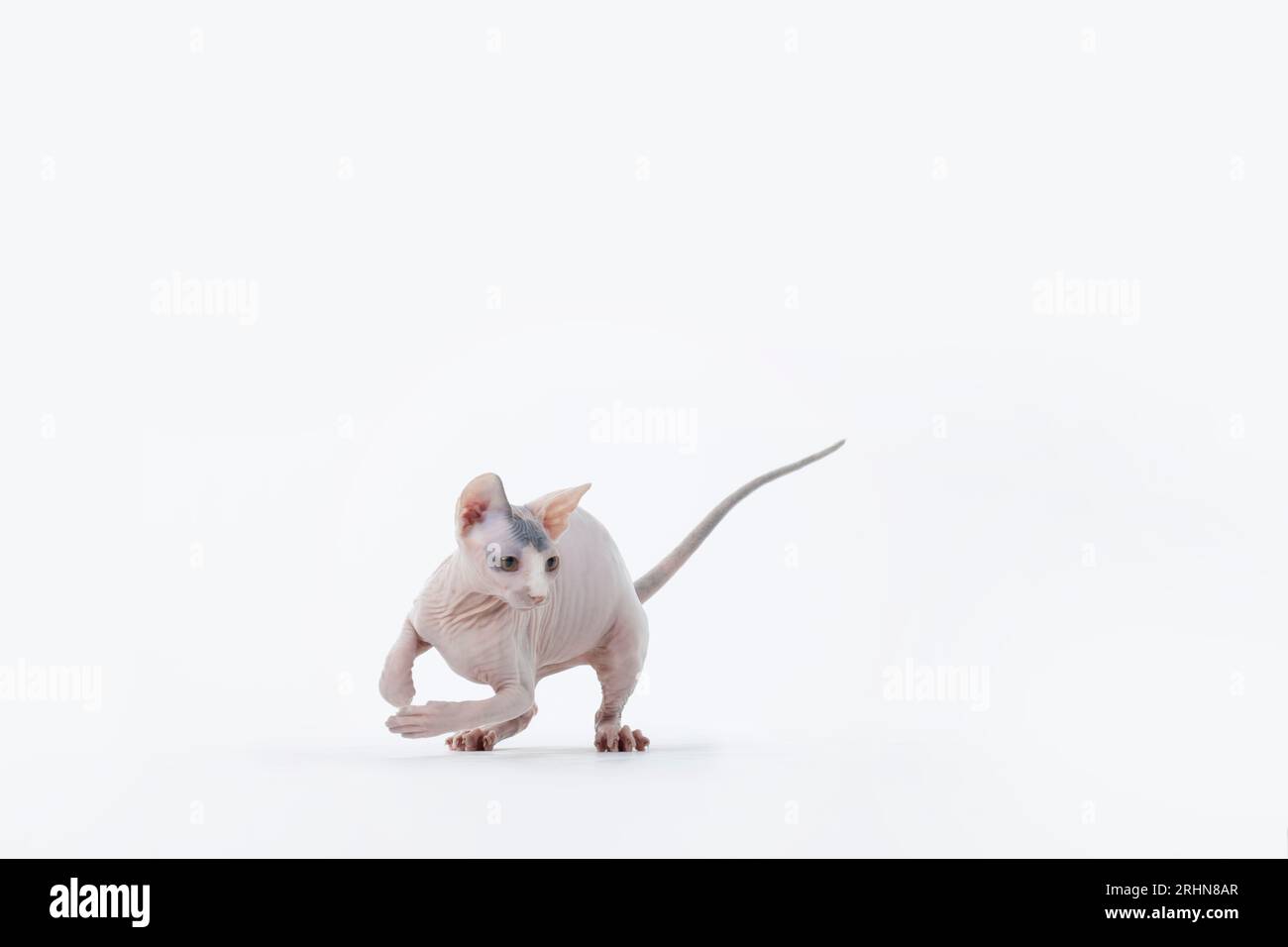 Chat sans poils jouant sur fond blanc Banque D'Images