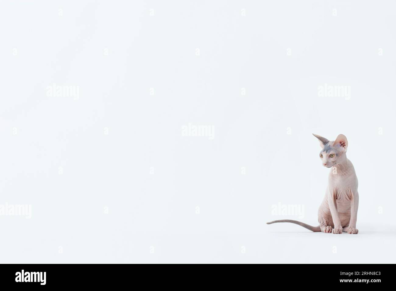 Chat sans poils assis sur fond blanc Banque D'Images
