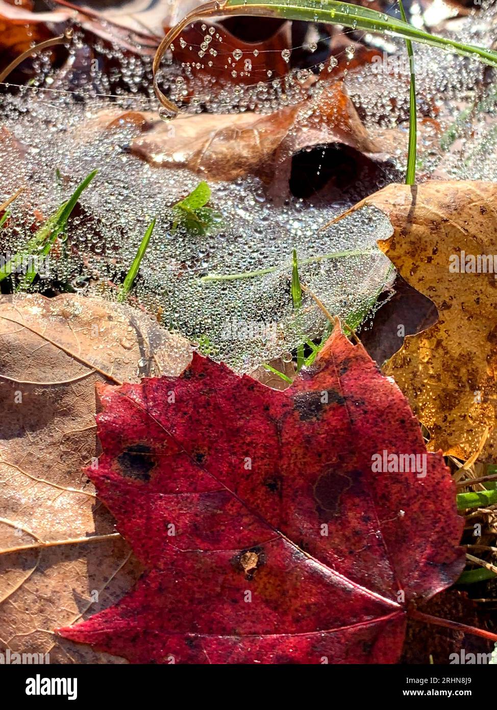 Gros plan sur Autumn Leaves, Spider Web & Dew Banque D'Images