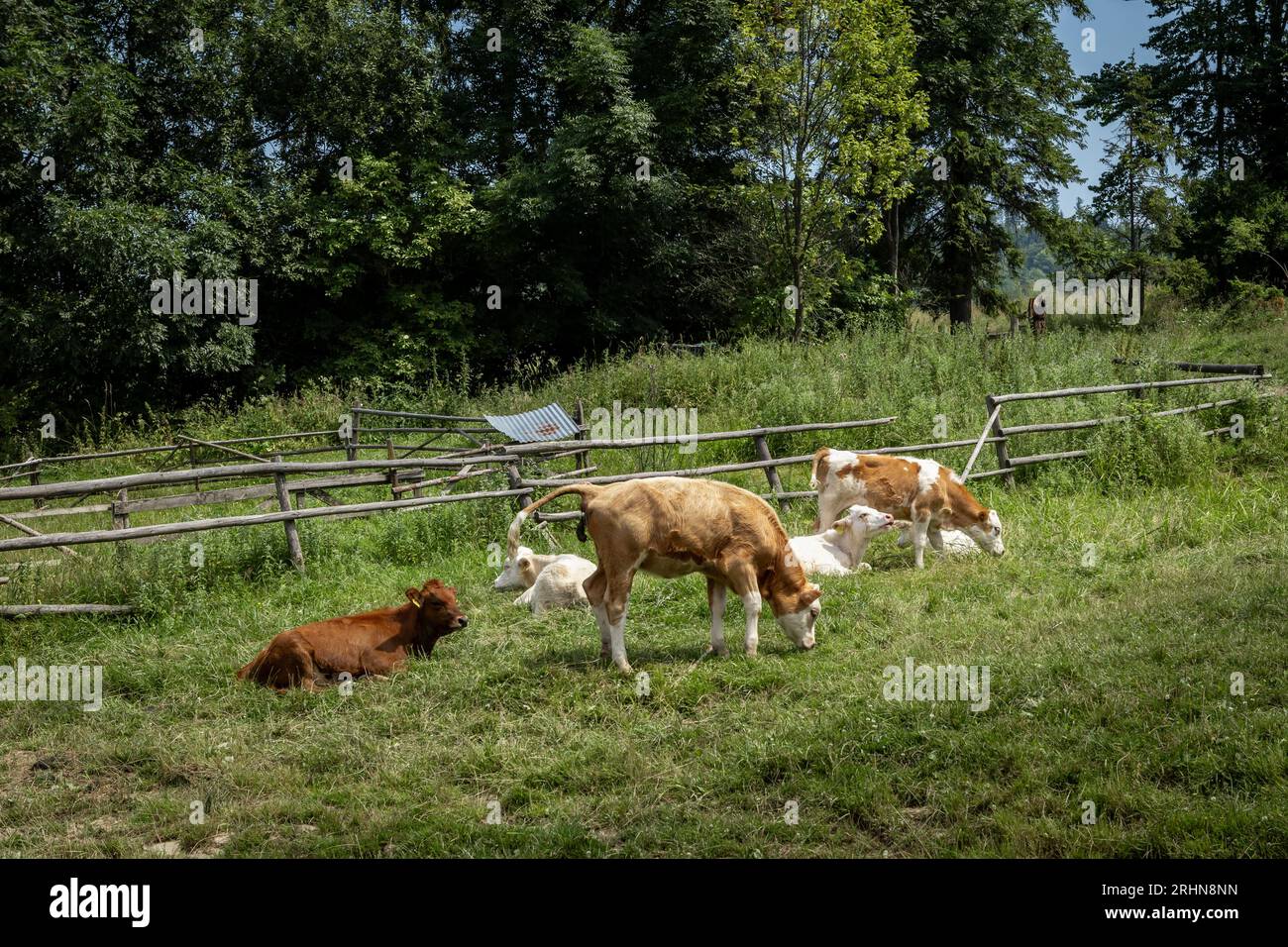 Un troupeau de veaux dans un champ de pâturage dans les montagnes de Pieniny, Pologne. Banque D'Images