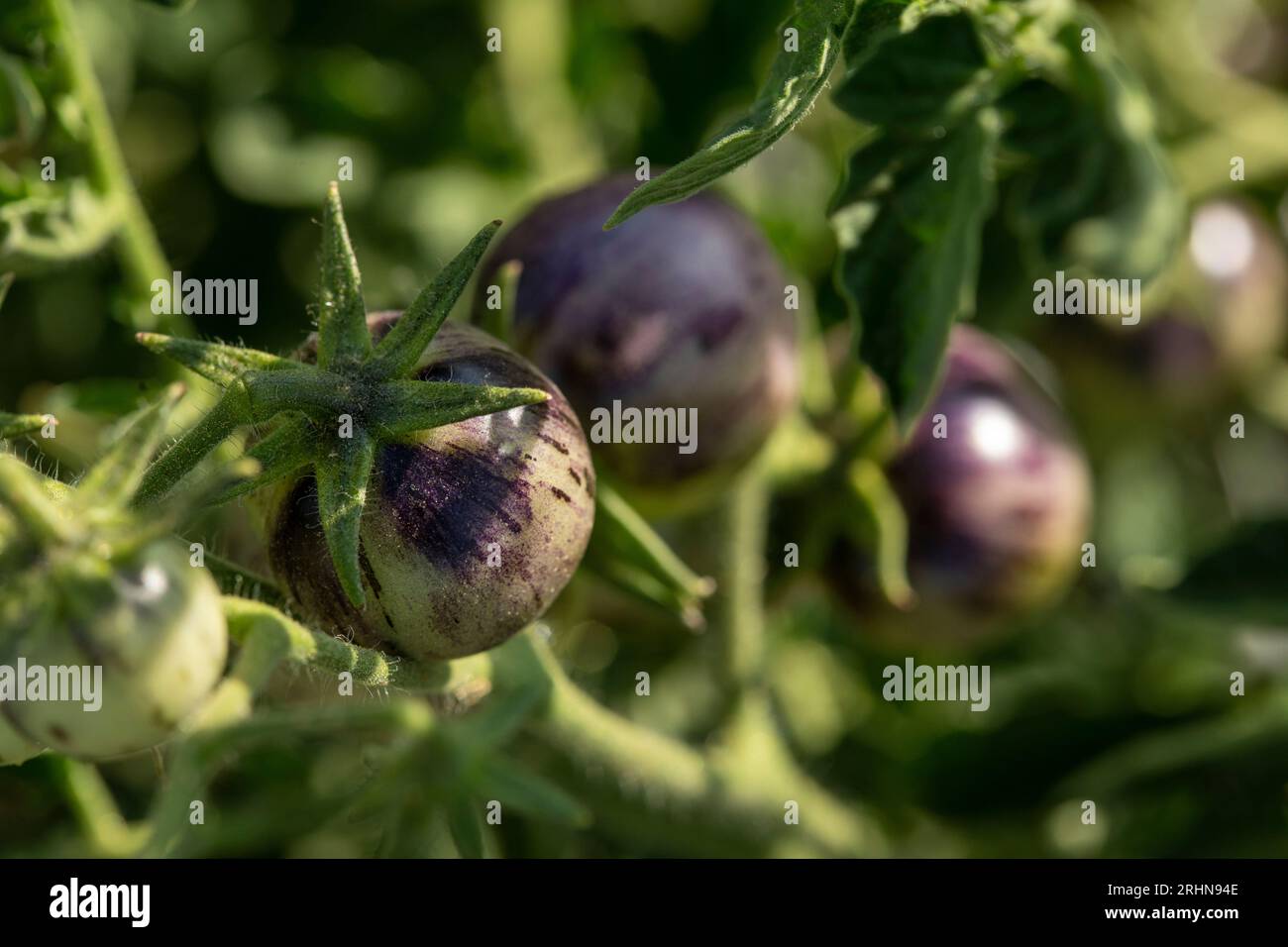 Les tomates inhabituelles mûrissent sur la vigne Banque D'Images