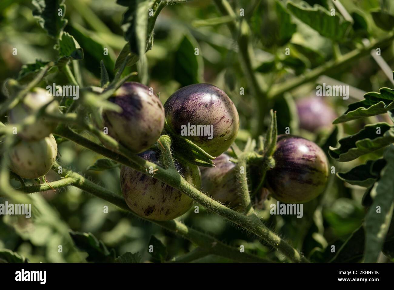 Tomates noires inhabituelles sur la vigne Banque D'Images
