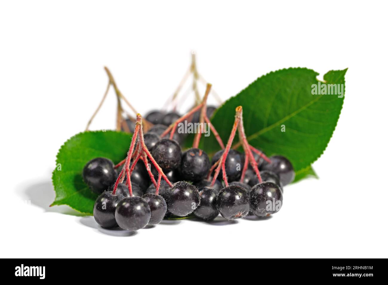 Baies d'Aronia isolées sur fond blanc Banque D'Images