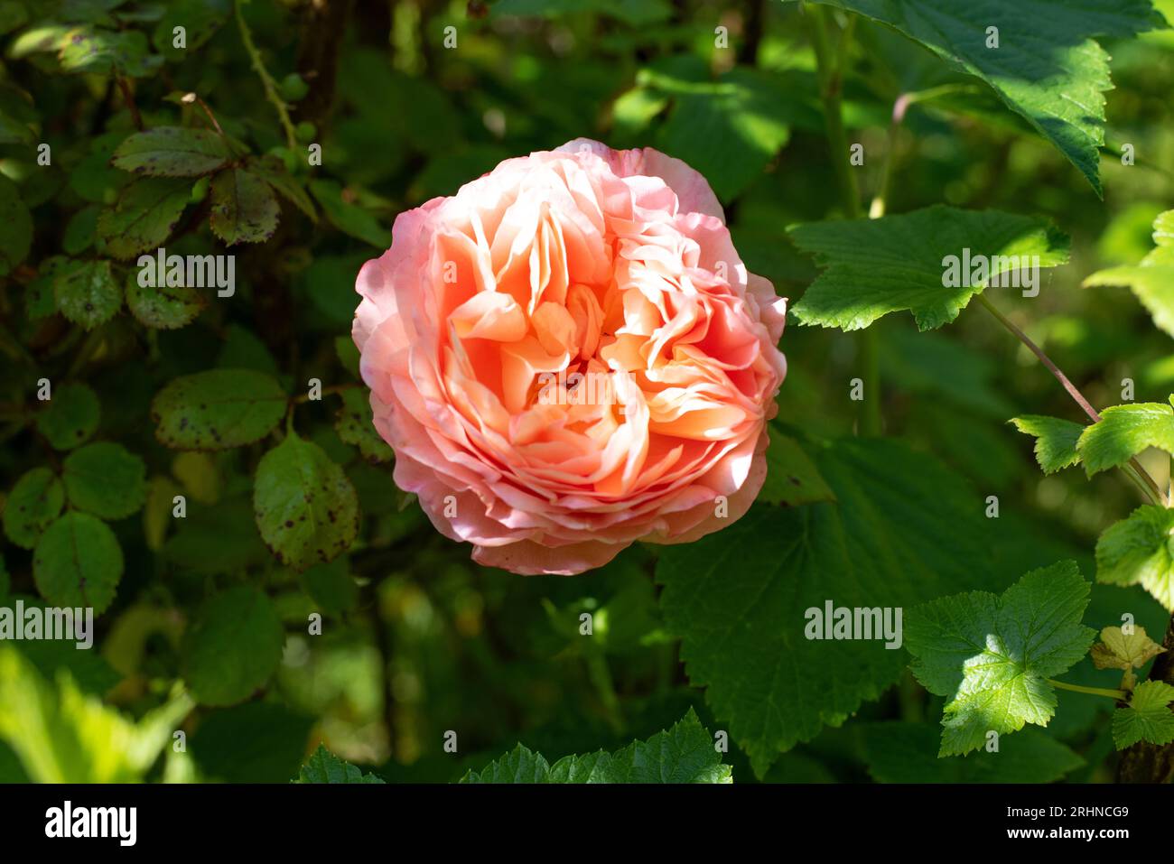 De belles roses fleurissent dans le jardin Banque D'Images