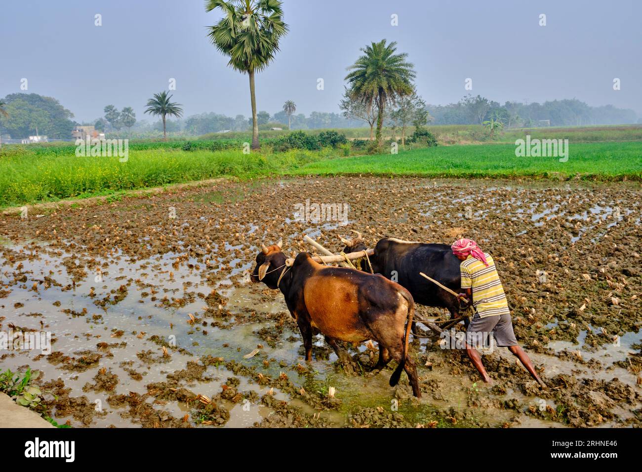 Inde, Bengale occidental, Murshidabad, travail dans les rizières, labourage Banque D'Images