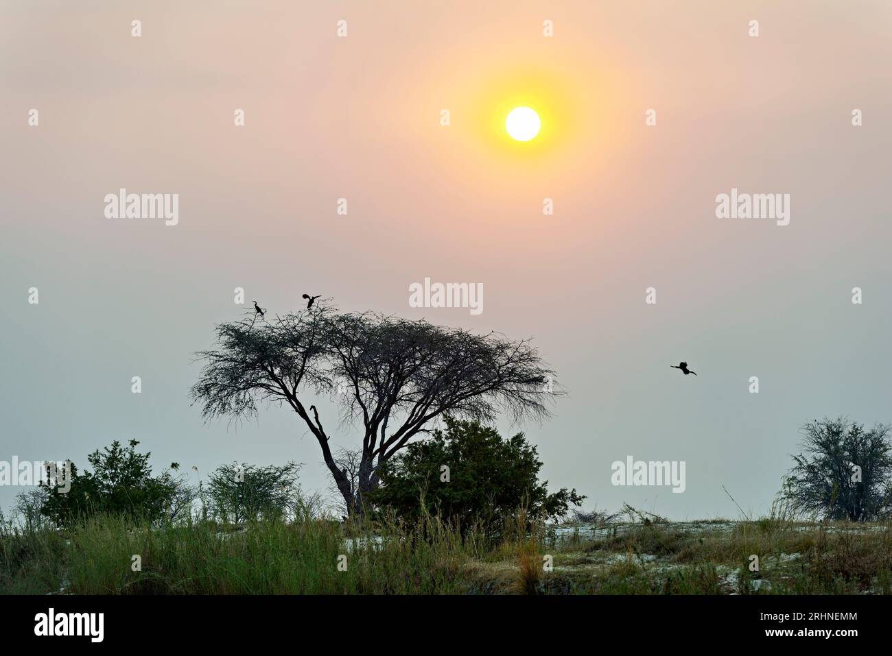 Namibie. La région de la rivière Okavango au crépuscule Banque D'Images