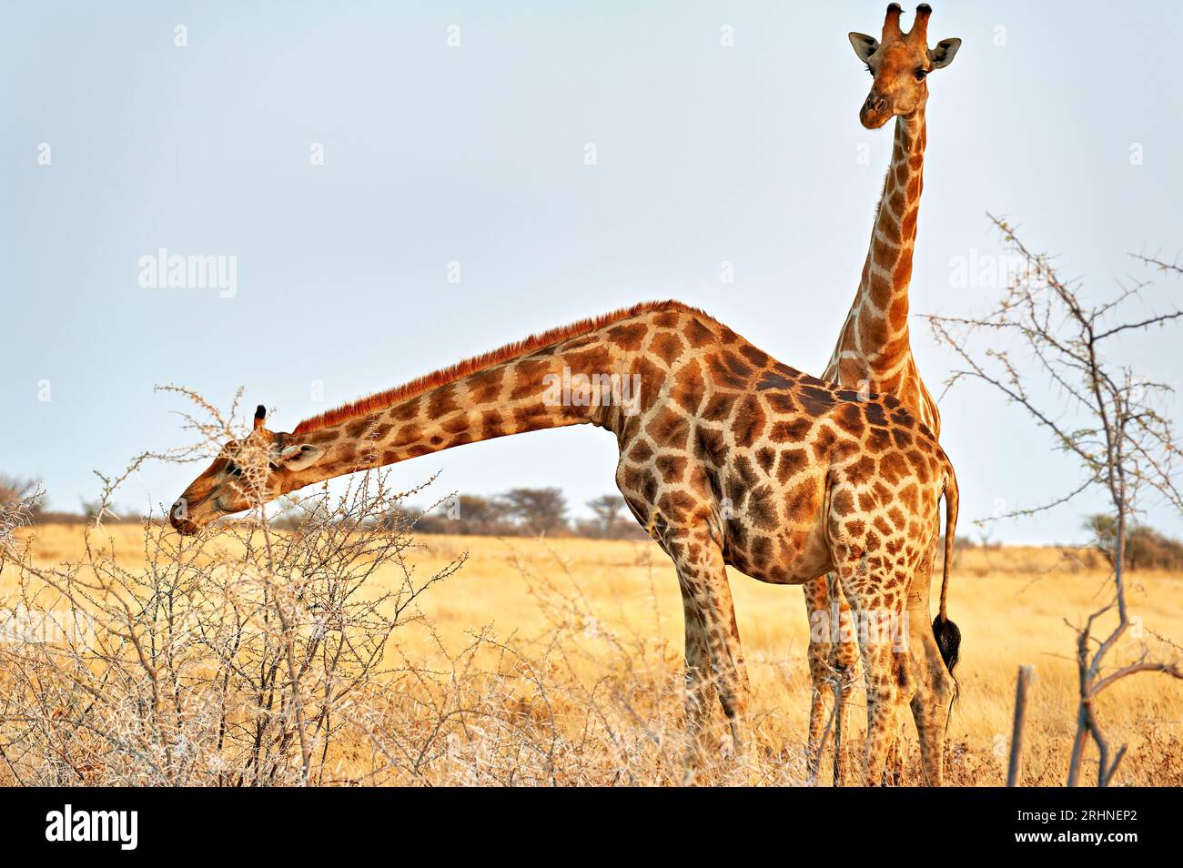 Namibie. Parc national d'Etosha. Girafes dans la nature Banque D'Images