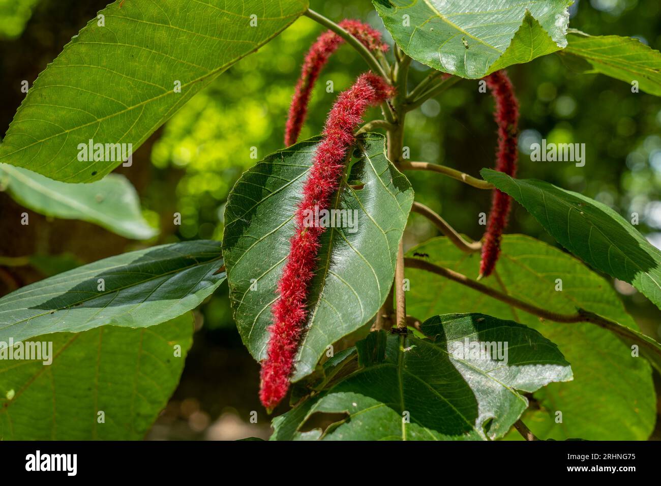Inflorescence rouge d'une plante chenille, Acalypha hispida, dans la réserve archéologique de Cahal Pech à San Ignacio, Belize. Banque D'Images