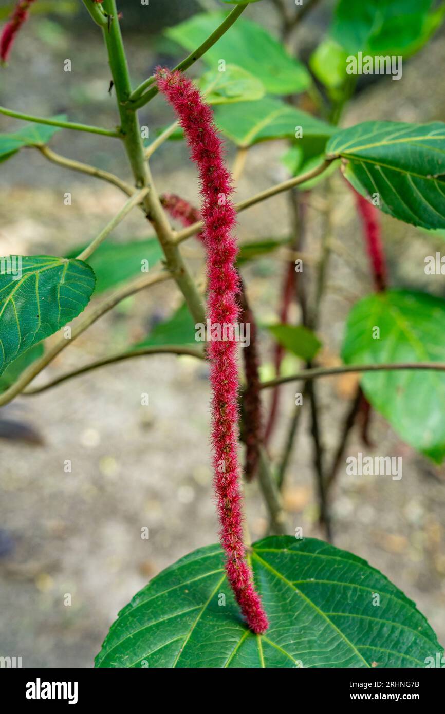 Inflorescence rouge d'une plante chenille, Acalypha hispida, dans la réserve archéologique de Cahal Pech à San Ignacio, Belize. Banque D'Images