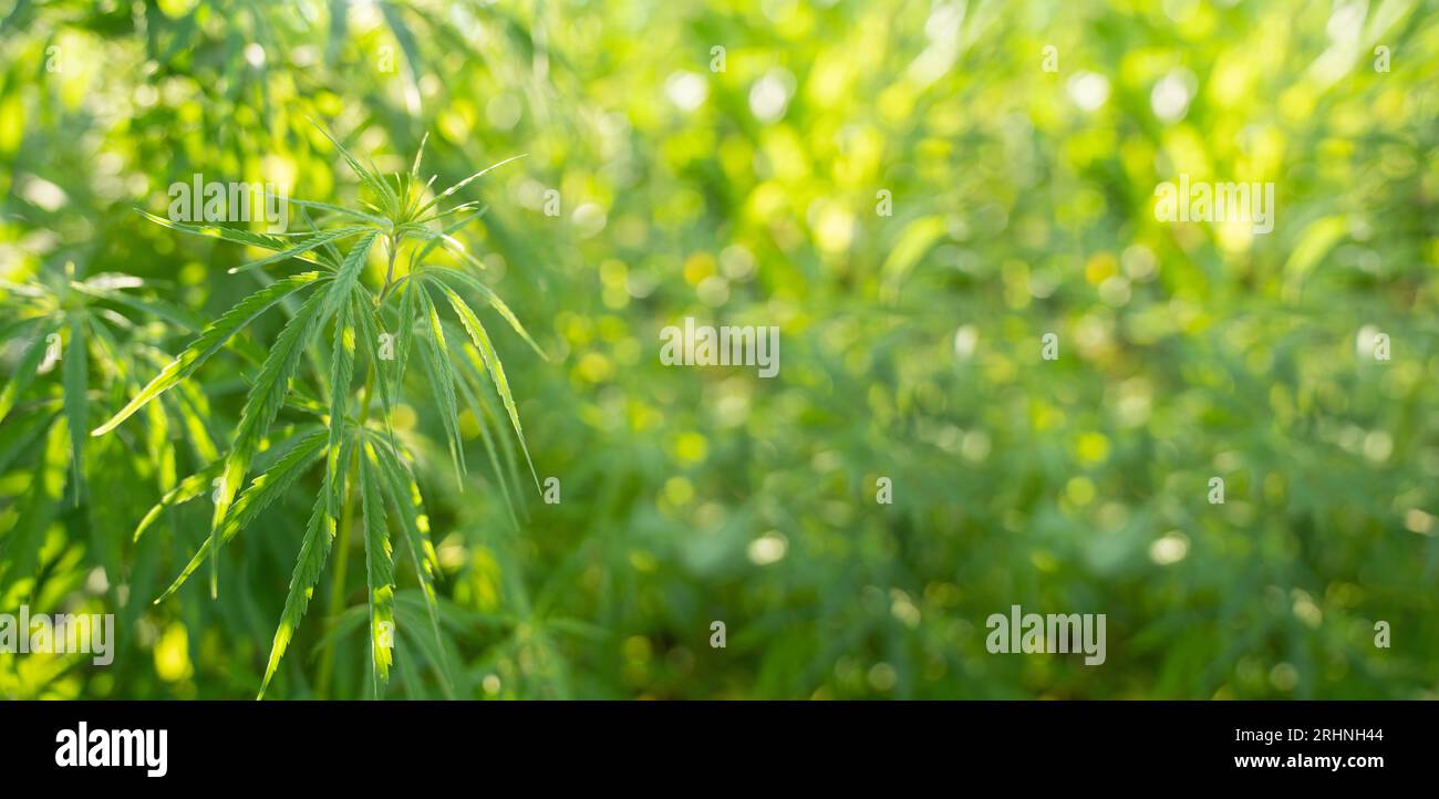 Gros plan d'une plante de cannabis. Banque D'Images