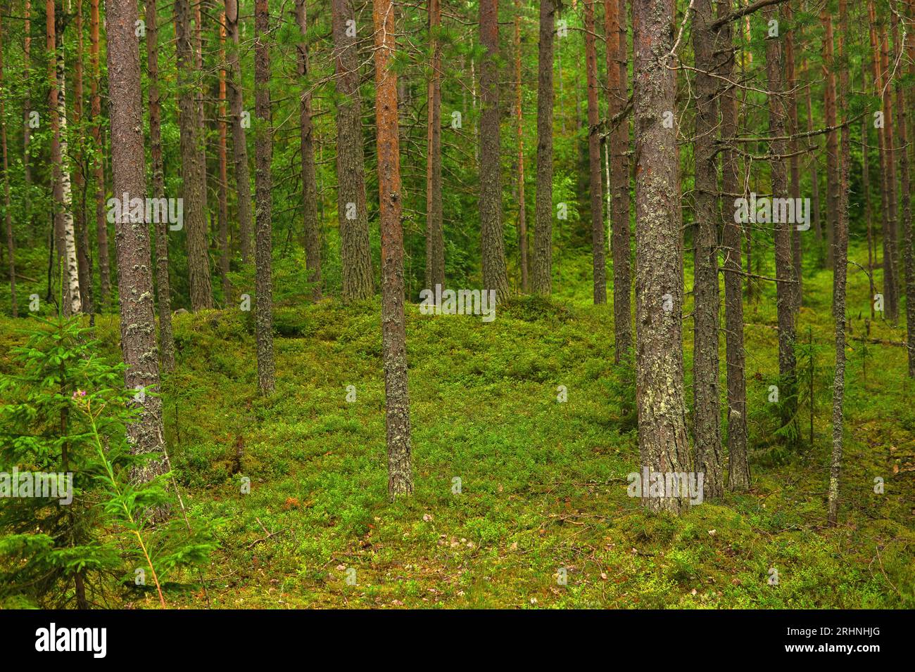 paysage naturel, forêt boréale de pins avec sous-bois de mousse, taïga de conifères Banque D'Images
