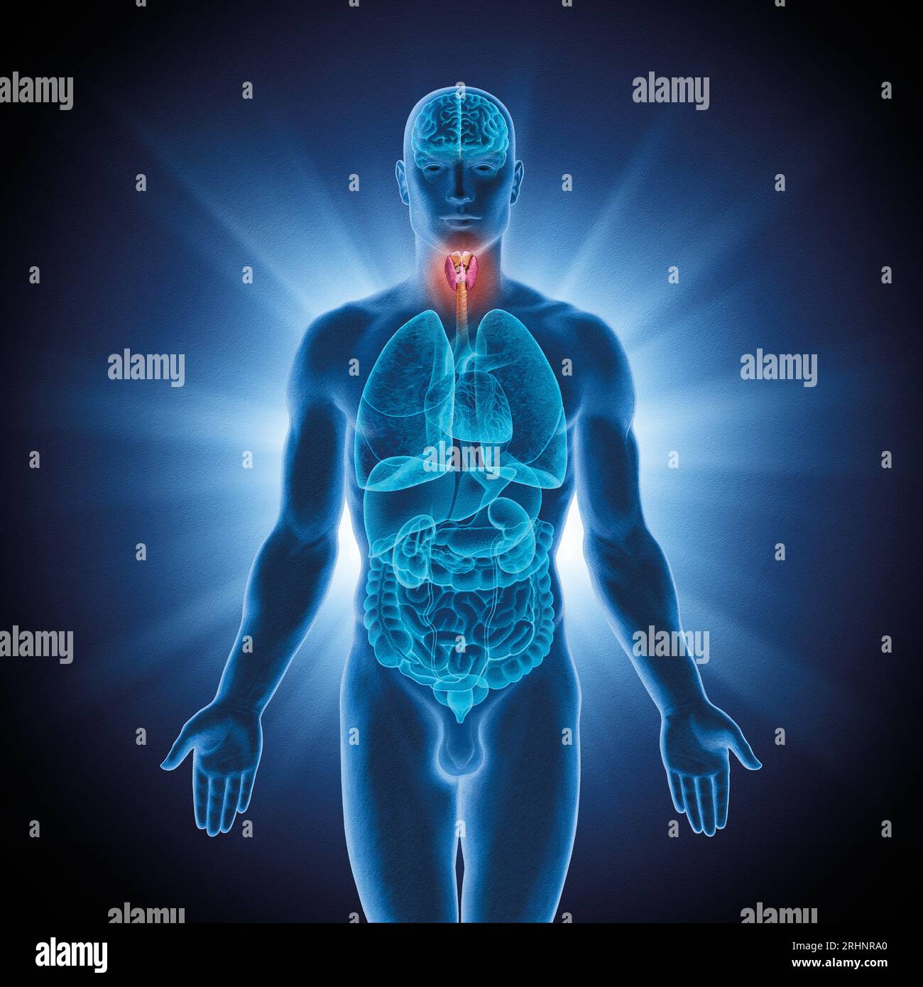 Série d'illustrations : organes humains. Image 3 sur 10 Banque D'Images