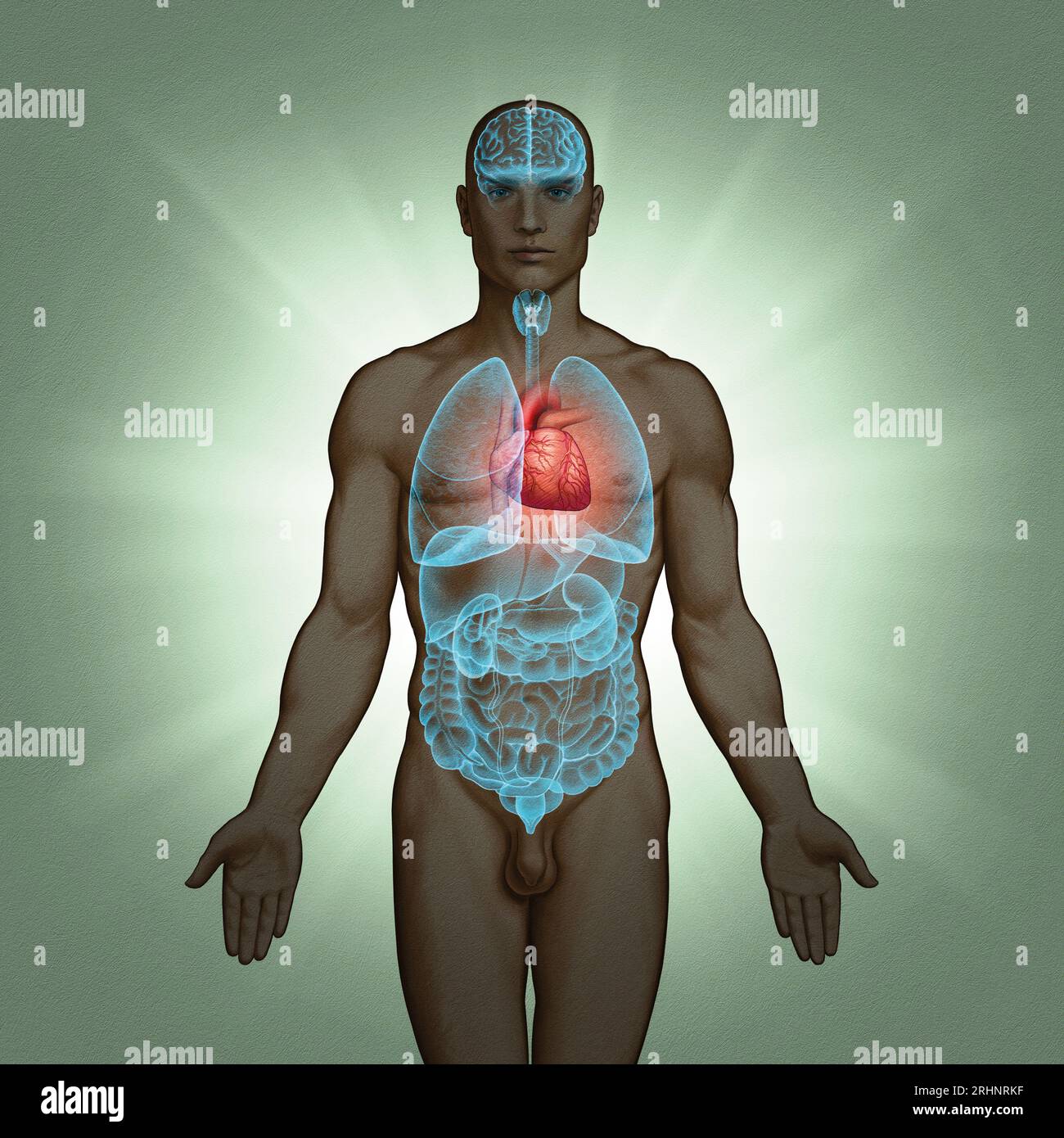 Série d'illustrations médicales : organes humains. Image 5 sur 10 Banque D'Images