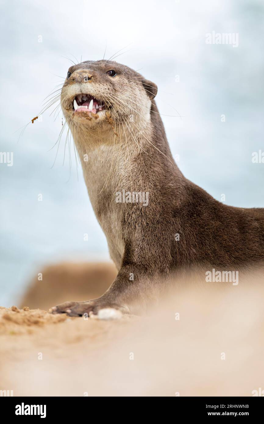 Une loutre enduite lisse repose à l'extérieur de l'entrée de sa rive holt sous un pont, Singapour Banque D'Images