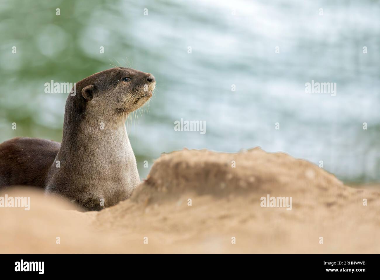Une loutre enduite lisse repose à l'extérieur de l'entrée de sa rive holt sous un pont, Singapour Banque D'Images