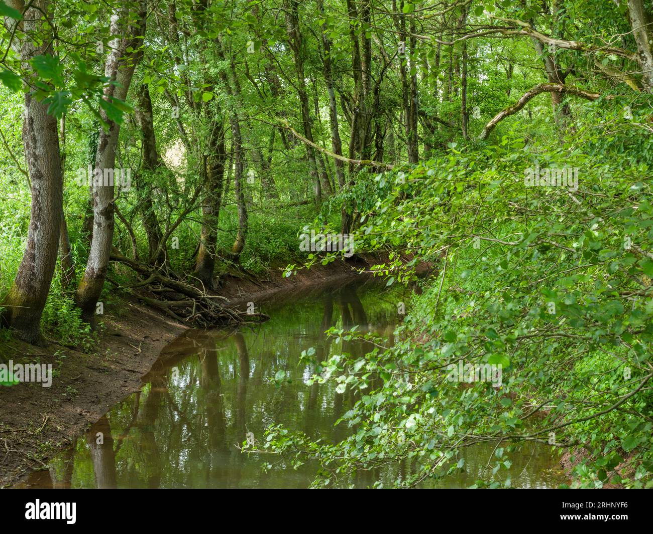 Le Congresbury Yeo, ou rivière Yeo, dans les bois immédiatement avant de se jeter dans le lac Blagdon près d'Ubley, Somerset, Angleterre. Banque D'Images