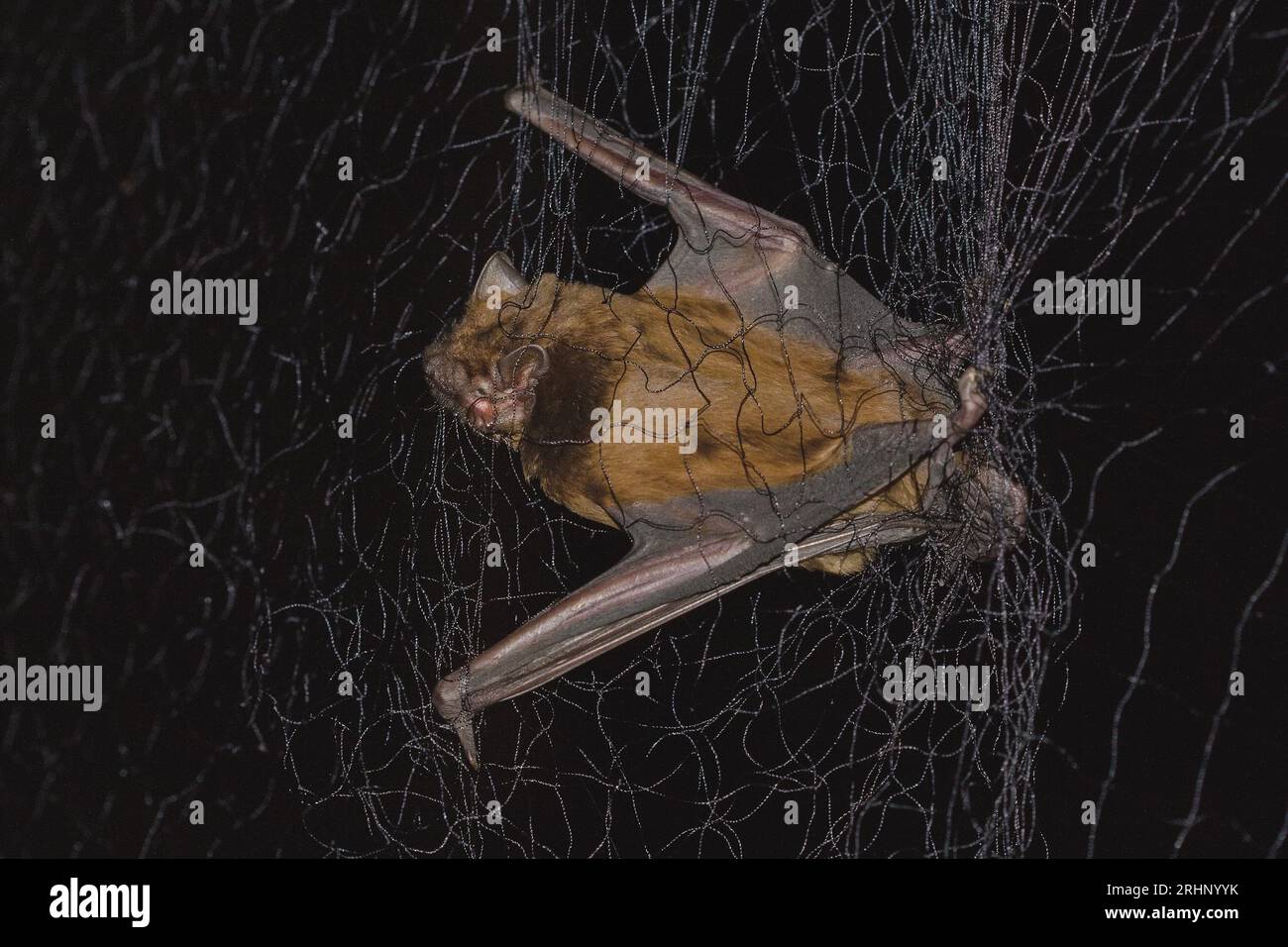 La chauve-souris noctule commune (Nyctalus notula) dans le piège à filet pour chauves-souris Banque D'Images