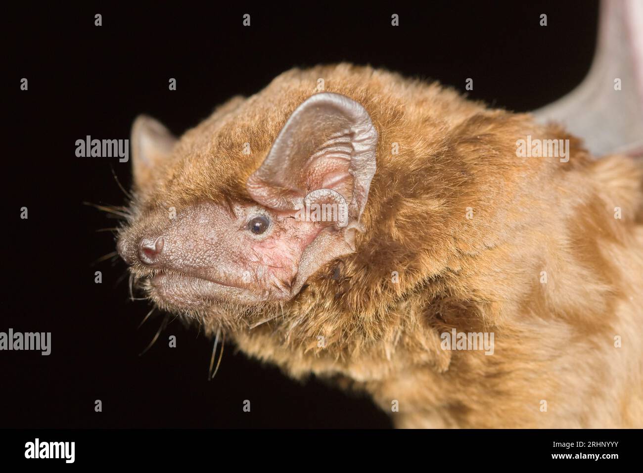 Détail de la tête de la chauve-souris noctule commune (Nyctalus notula) Banque D'Images