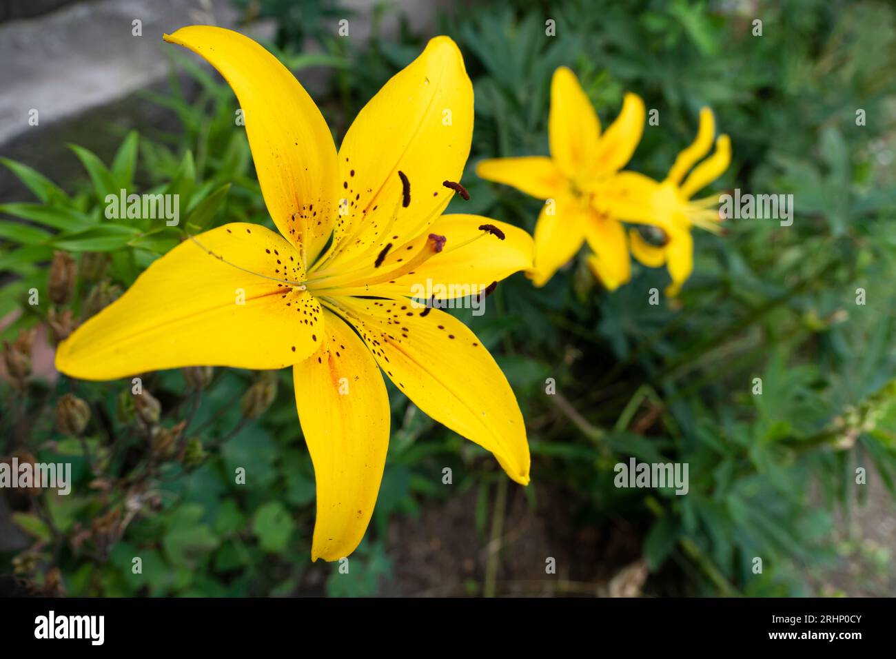 Gros plan sur la fleur de lys jaune. Hemerocallis aussi appelé Lily Lemon, Daylyly jaune, Hemerocallis flava. Fleur de lys jaune, connue sous le nom de Lilium parryi, b Banque D'Images