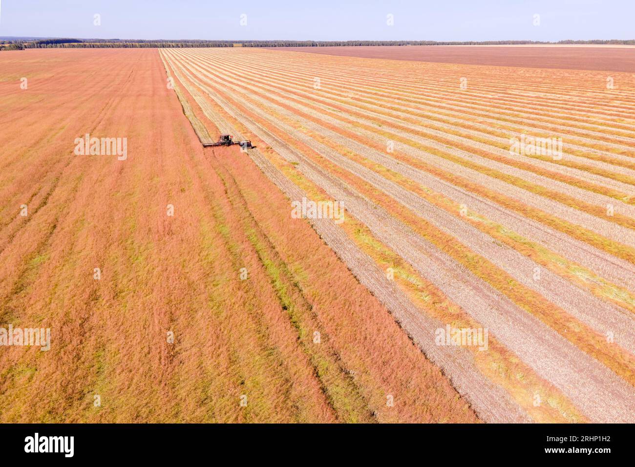 Vue aérienne du paysage rural. Travaillant dans le secteur des moissonneuses, collecte des graines. La récolte de blé à la fin de l'été. Machine agricole Collectin Banque D'Images