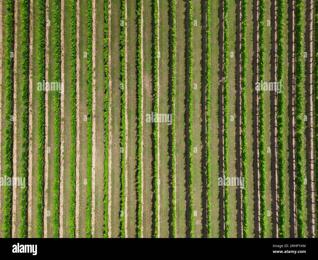 Rangée de vignes champ de ferme viticole de long Island vu du dessus Banque D'Images