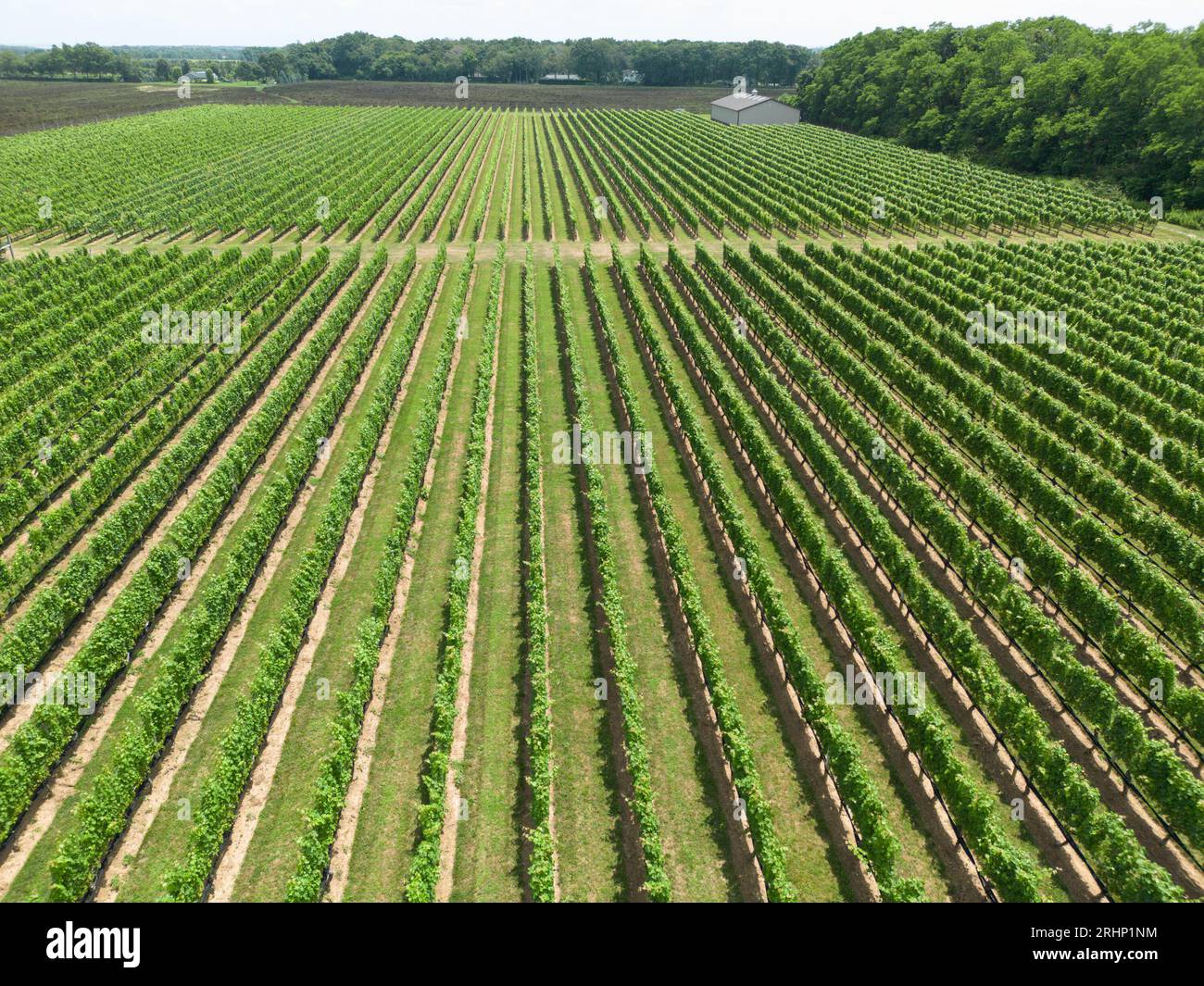 Rangée de vignes champ de ferme viticole de long Island vu du dessus Banque D'Images