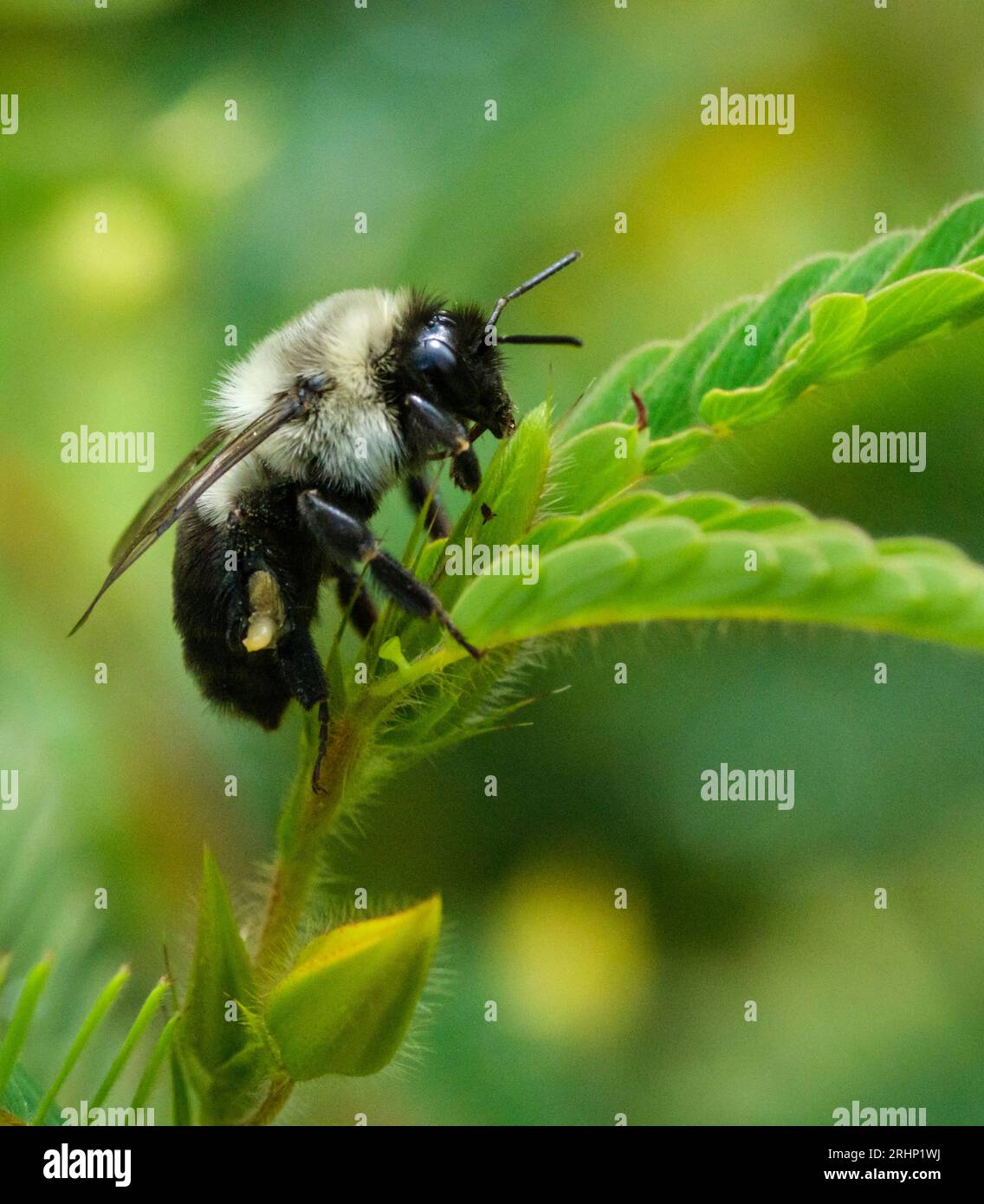 Bourdon commun de l'est (Bombus impatiens) - Comté de Hall, Géorgie. Un bourdon est assis sur la tige d'une plante en fin de matinée d'été. Banque D'Images