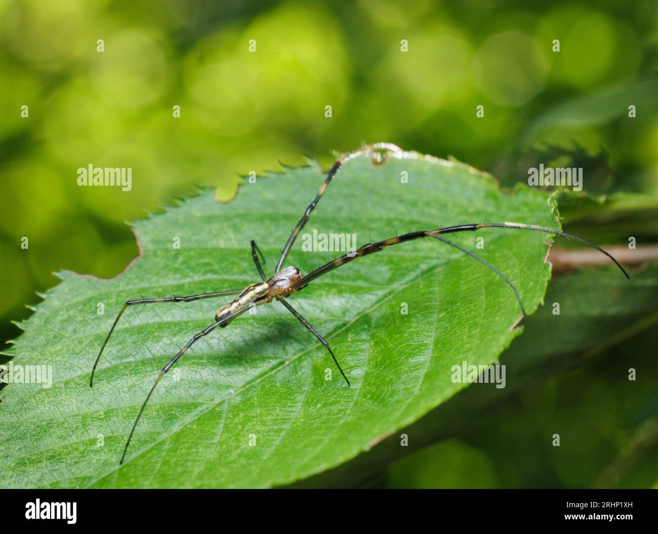 Araignée de Joro (Trichonephila clavata) - Comté de Hall, Géorgie. Une araignée joro femelle pose sa revendication sur la feuille d'un cerisier. Banque D'Images