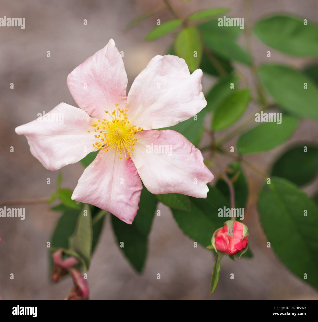 Rose des marais (Rosa palustris) - Comté de Hall, Géorgie. Une rose des marais fleurit dans les jardins botaniques d'Atlanta à Gainesville, en Géorgie. Banque D'Images