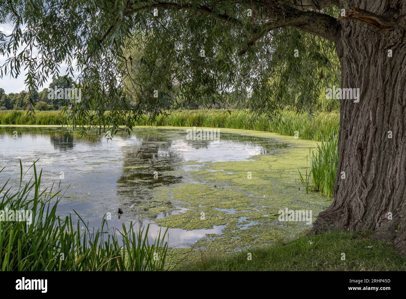 Les algues rampantes prennent rapidement le dessus de la surface de l'étang en été Banque D'Images