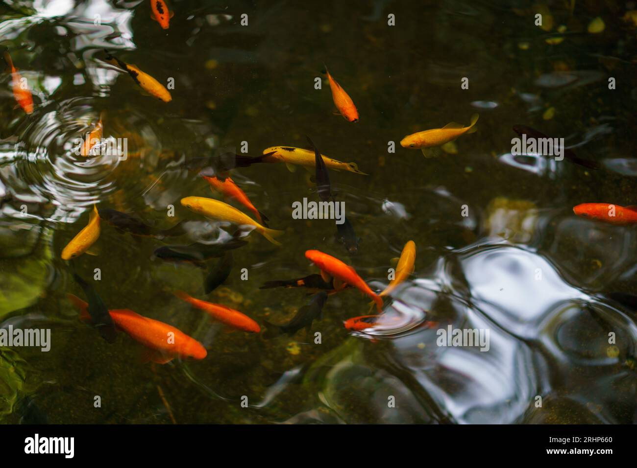 Poissons orange et jaune nageant dans un étang vert, avec le reflet de feuilles vertes et un ciel bleu. Banque D'Images