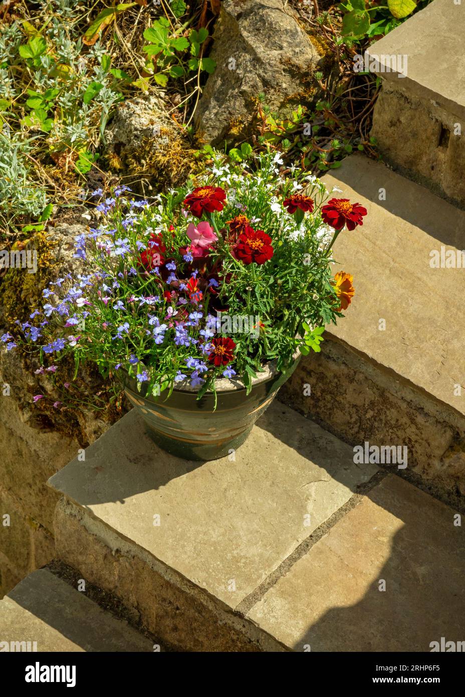 Pot contenant des plantes de lobelia et de souci sur les marches du jardin en été. Banque D'Images