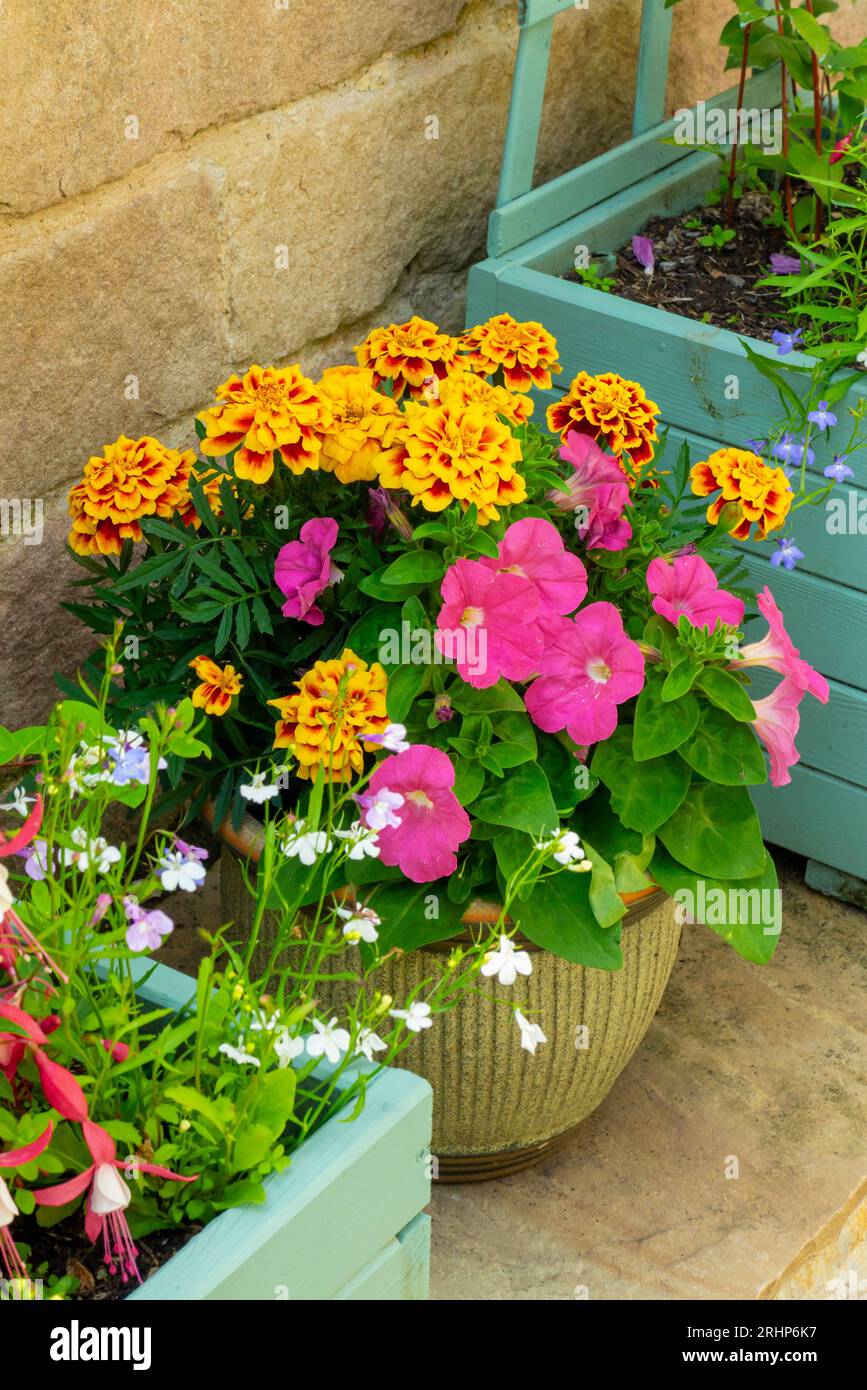 Jardinières en bois et pots dans un jardin patio en été contenant des plantes en pot, y compris lobelia, des soucis et des pétunias. Banque D'Images