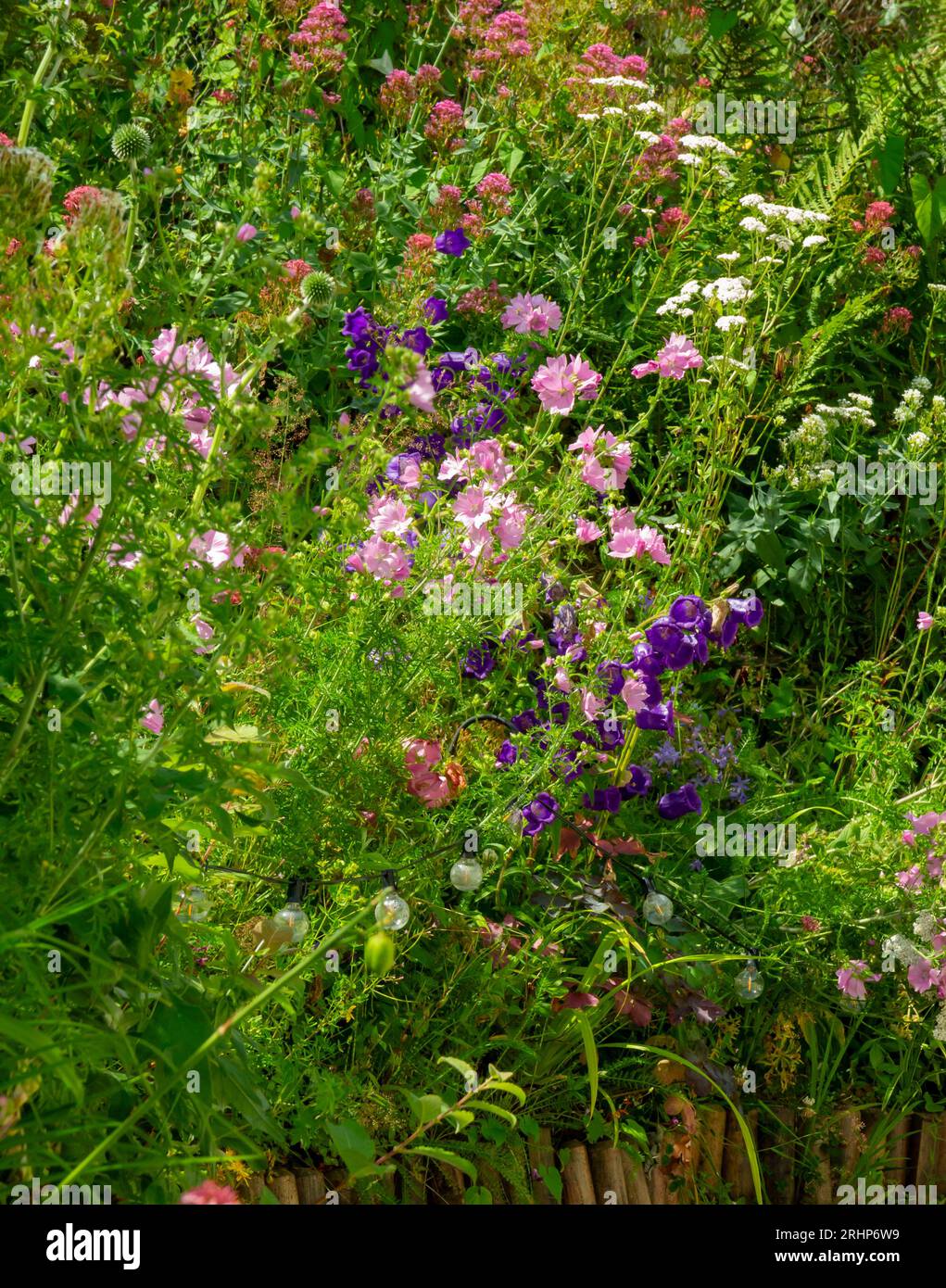 Cottage jardin avec plantes de bordure, y compris le mauve ou malva et campanula ou Bellflowers en été. Banque D'Images