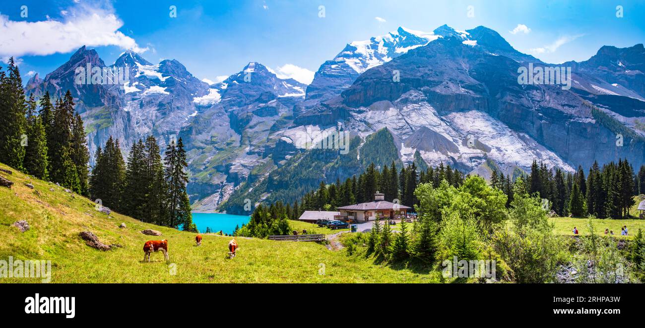 Paysage alpin suisse - vaches et pâturages verdoyants entourés de sommets enneigés et lac turqueux Oeschinesee. Suisse Voyage et nature Banque D'Images