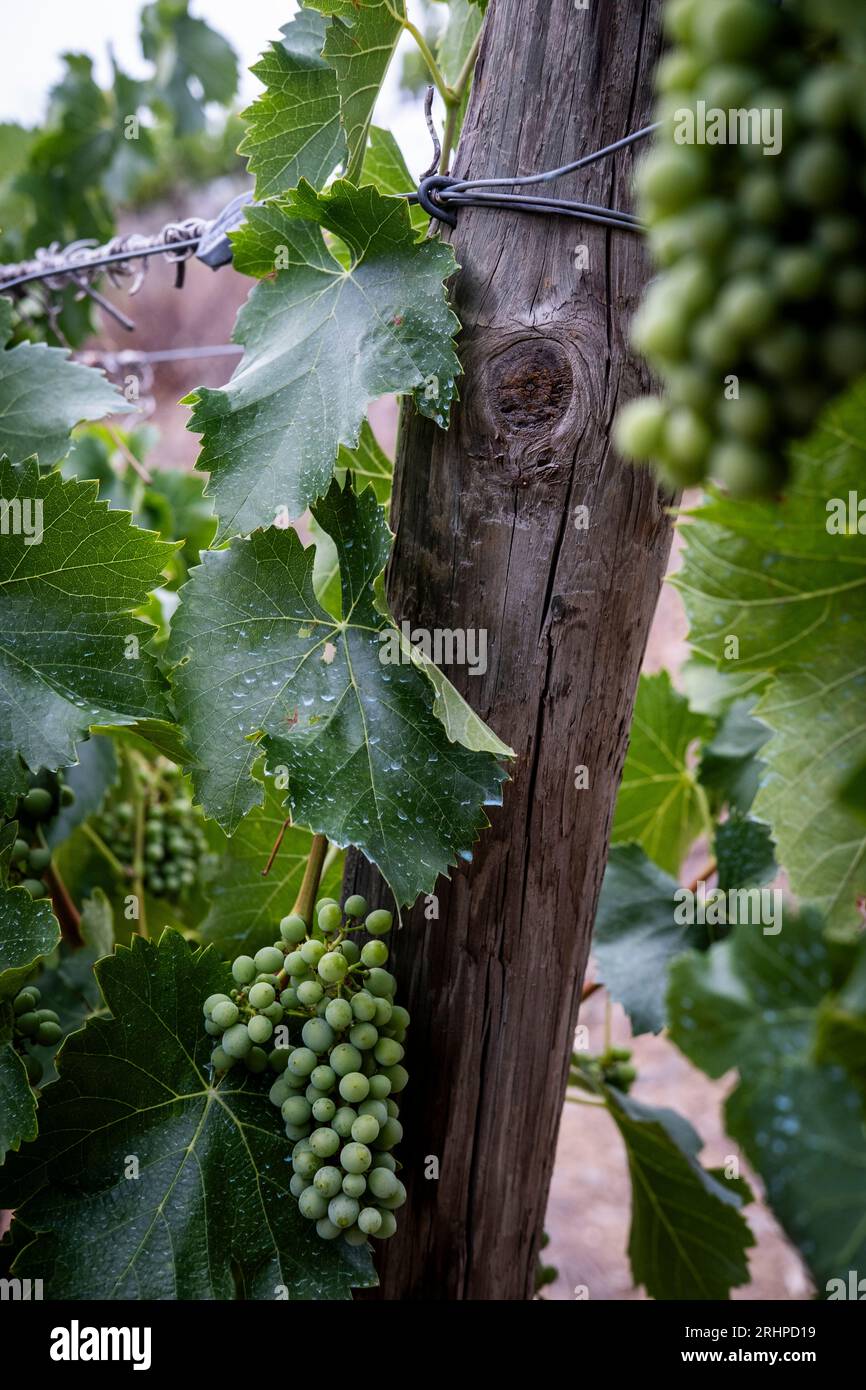 Champ gain vignoble Banque de photographies et d’images à haute ...
