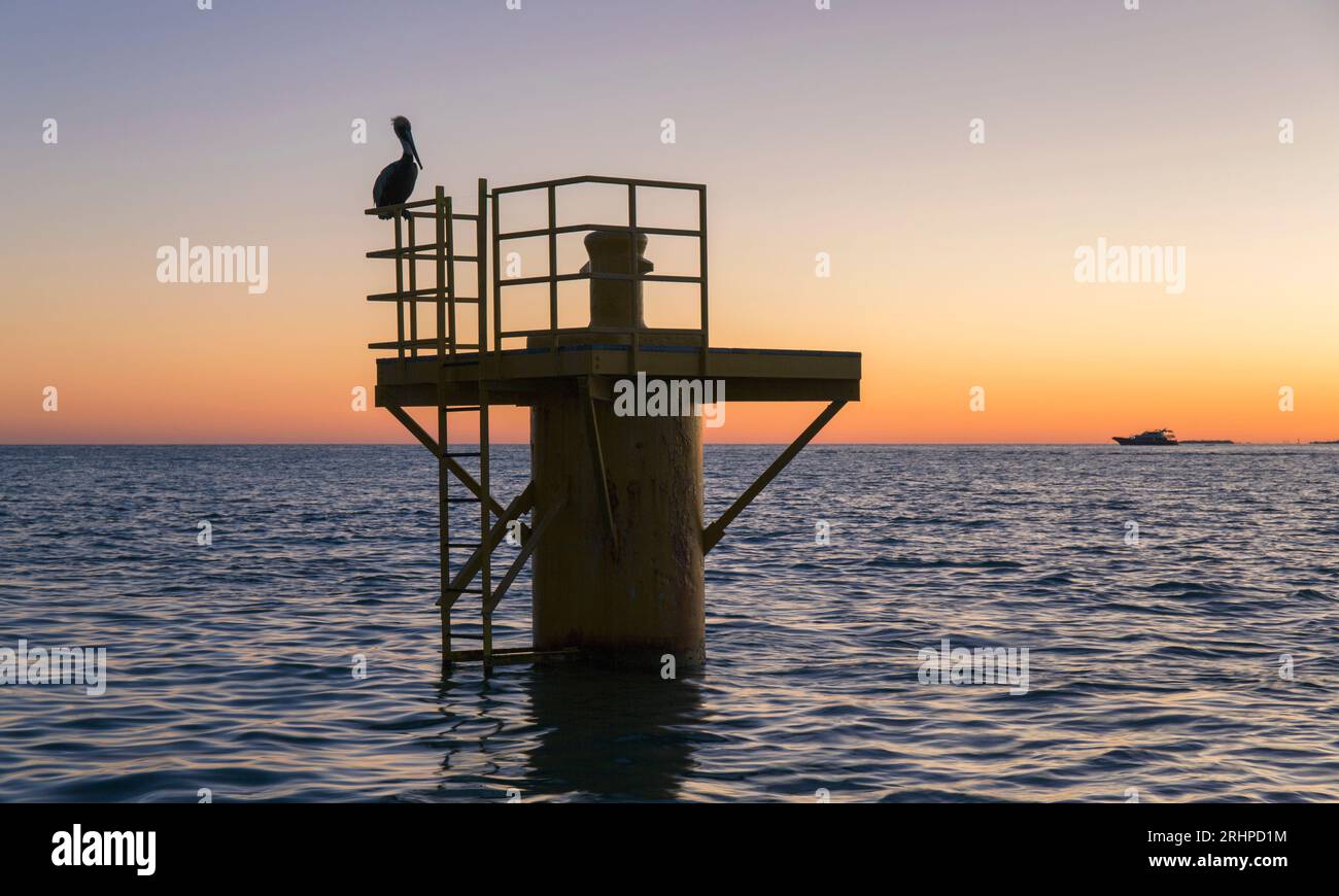 Key West, Floride, États-Unis. Vue sur le golfe du Mexique depuis Mallory Square, crépuscule, pélican brun, Pelecanus occidentalis, dans une pose typique, vieille ville. Banque D'Images