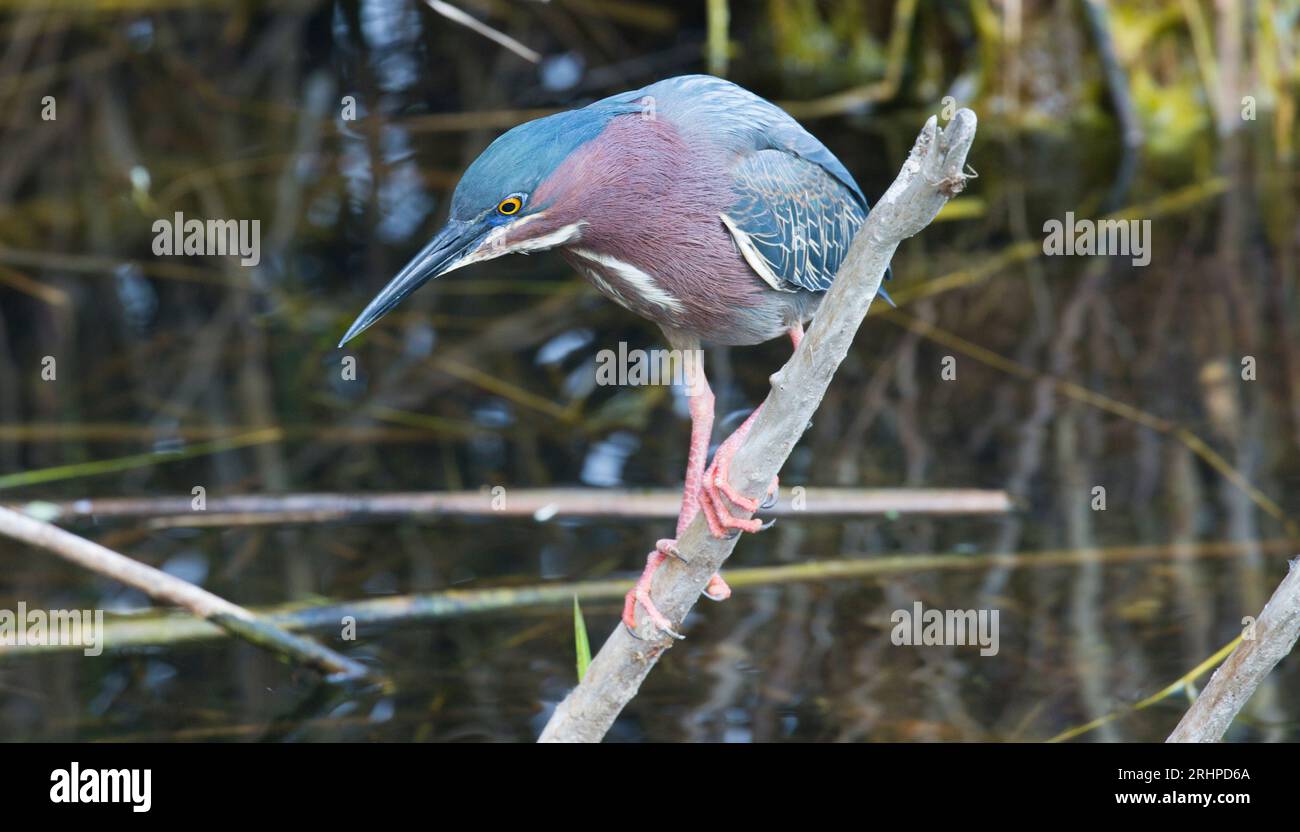 Parc national des Everglades, Floride, États-Unis. Héron vert, Butorides virescens, proie harcelante à côté du sentier Anhinga. Banque D'Images