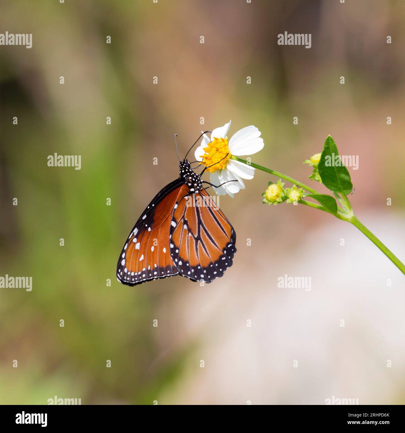 Parc national des Everglades, Floride, États-Unis. Reine papillon, Danaus gilippus, se nourrissant de nectar de Bidens alba, Shark Valley. Banque D'Images
