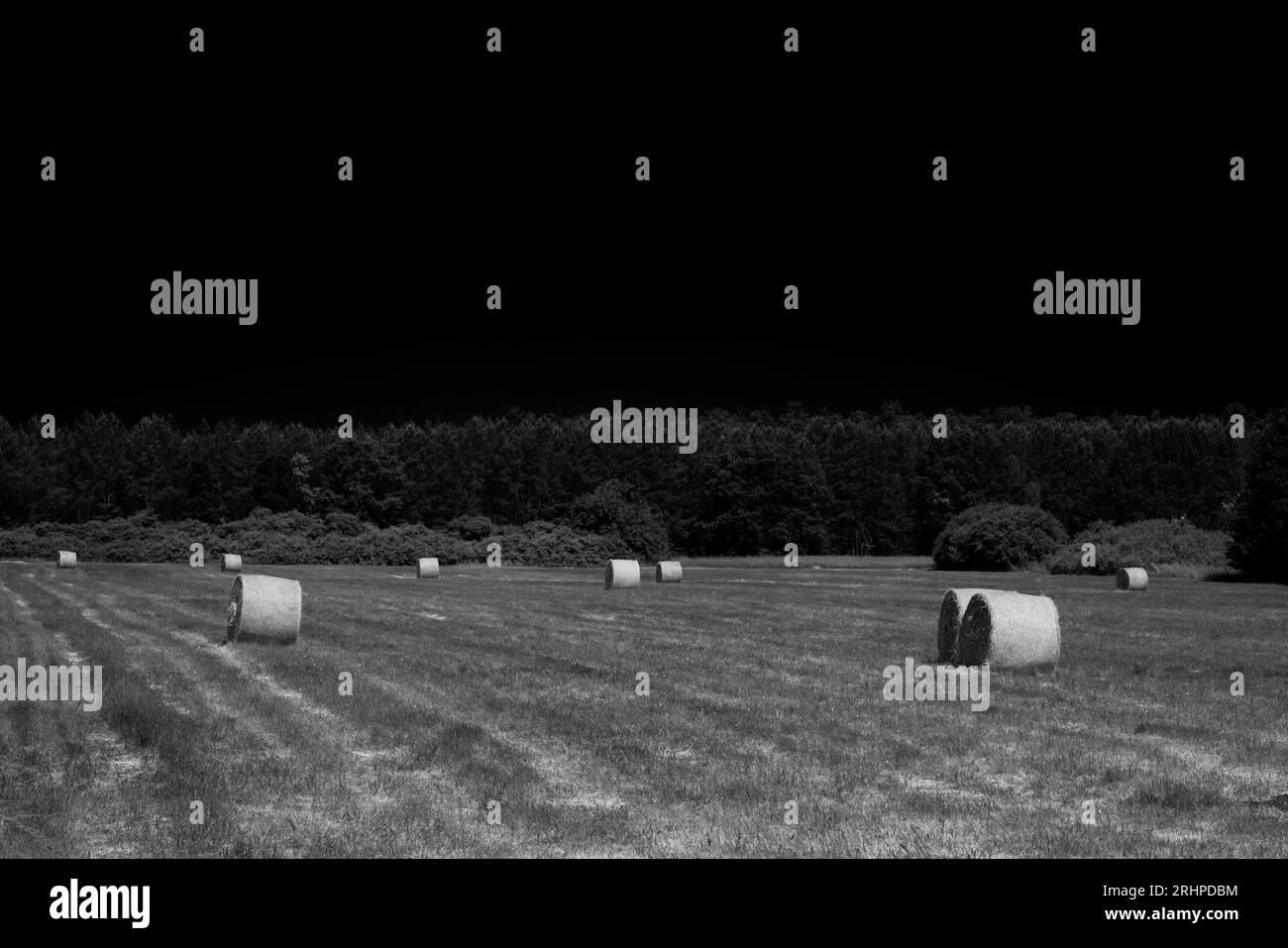 Balles de foin dans une prairie sous un ciel sans nuages, noir et blanc Banque D'Images Balles de foin dans une prairie sous un ciel sans nuages, noir et blanc Banque D'Images