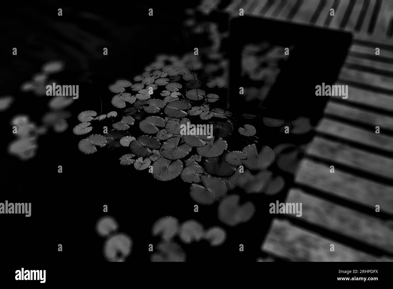 Plantes de nénuphars dans un lac à côté d'une jetée pour les pêcheurs, netteté sélective, beaucoup de flou délibéré, photographie en noir et blanc Banque D'Images