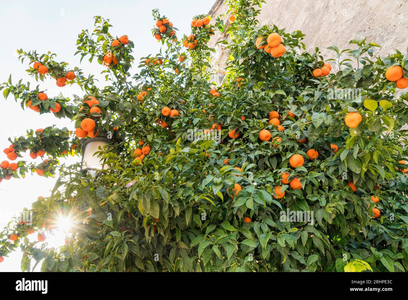 Espagne, Andalousie, Grenade, mandarine, rayons du soleil Banque D'Images