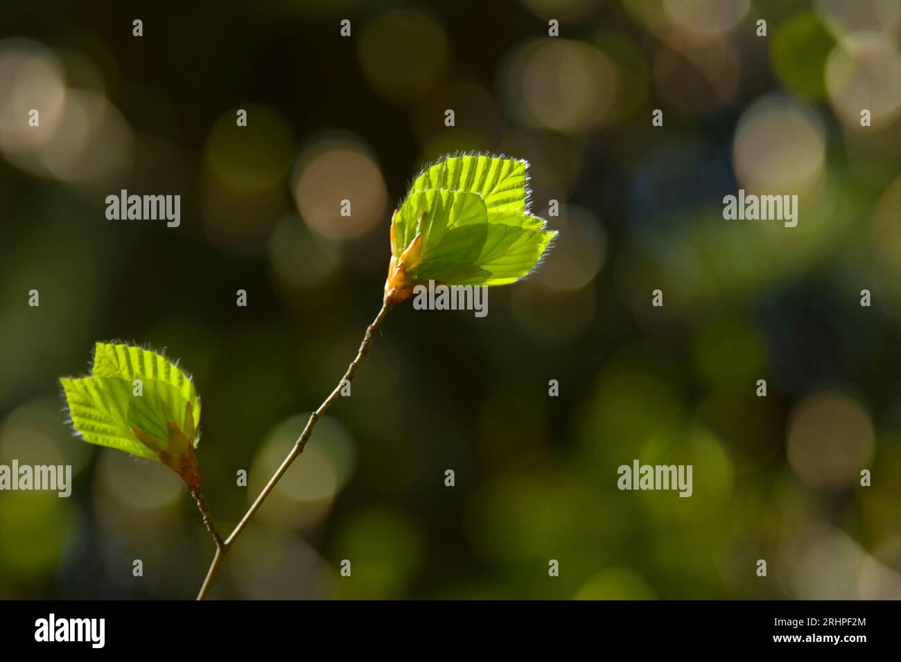 Jeunes feuilles vert clair de hêtre cuivré au printemps, parc naturel Pfälzerwald, réserve de biosphère Pfälzerwald-Nordvogesen, Allemagne, Rhénanie-Palatinat Banque D'Images